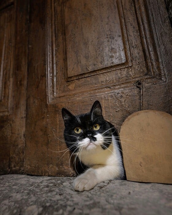 Ο «Γλύκας» του Τοπκαπί, ένας πρίγκιψ των γάτων