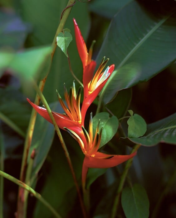 Η βία που γεννά η ομορφιά Ή Φρίκη στον Παράδεισο