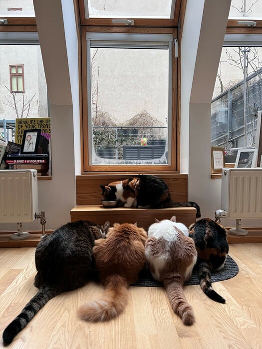 Το κατοικίδιό μου, το «παιδί» μου