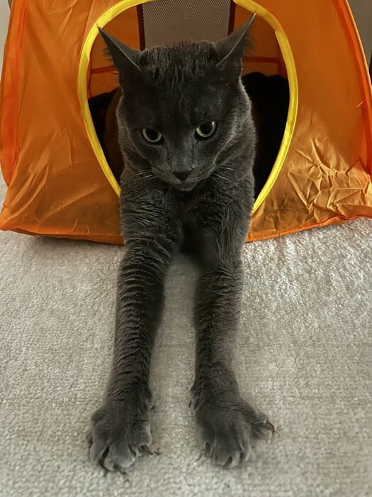 Το κατοικίδιό μου, το «παιδί» μου