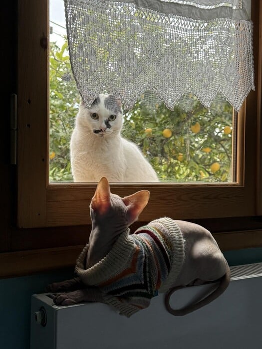 Το κατοικίδιό μου, το «παιδί» μου