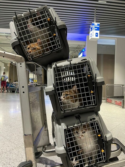 Το κατοικίδιό μου, το «παιδί» μου