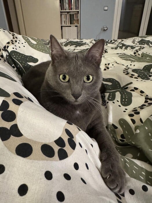 Το κατοικίδιό μου, το «παιδί» μου