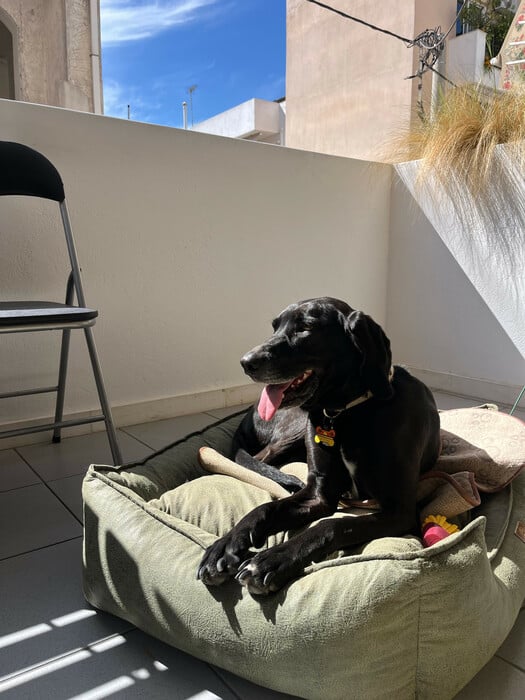 Το κατοικίδιό μου, το «παιδί» μου