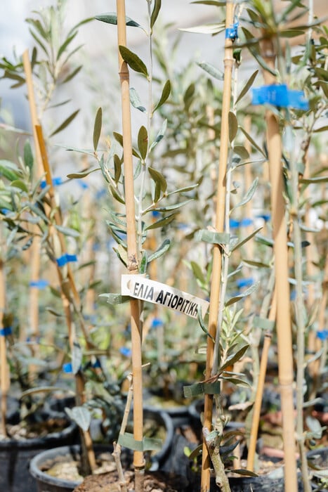 2.000 δέντρα για τη Γη: ΒΙΚΟΣ και we4all δίνουν ξανά ζωή σε Χίο και Βόρεια Εύβοια