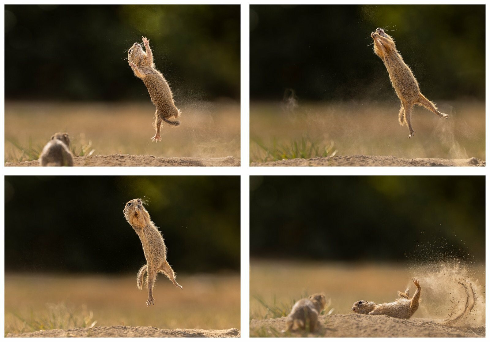 Comedy Wildlife Photo Awards Η φύση έχει χιούμορΟι 15 πιο αστείες