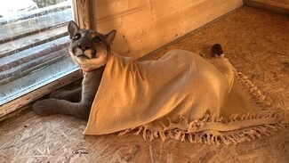 Μέσι: Το πούμα που γλίτωσε την ευθανασία και ζει σε διαμέρισμα σαν καλομαθημένος γάτος