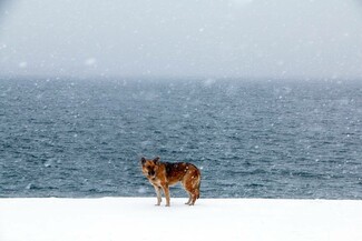 30 νέες φωτογραφίες απ' τα τέλεια ζώα των αναγνωστών μας