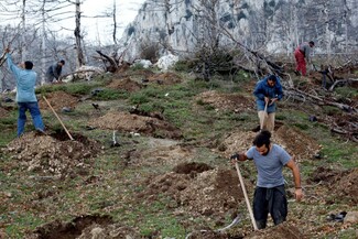 Καταστρέφουν ή όχι τα δάση οι αναδασώσεις; Πώς μπορούν να αντιμετωπιστούν πλέον οι δασικές καταστροφές;