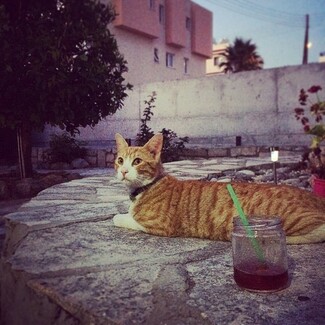#LIFOPETS (57): Αυτά είναι τα κατοικίδιά μας