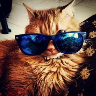 #LIFOPETS (56): Αυτά είναι τα κατοικίδιά μας