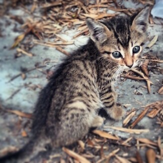 #LIFOPETS (56): Αυτά είναι τα κατοικίδιά μας