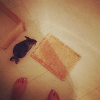 #LIFOPETS (56): Αυτά είναι τα κατοικίδιά μας