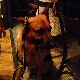 #LIFOPETS (57): Αυτά είναι τα κατοικίδιά μας