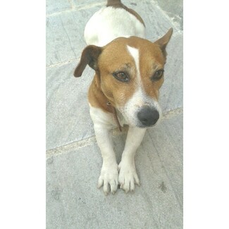#LIFOPETS (56): Αυτά είναι τα κατοικίδιά μας