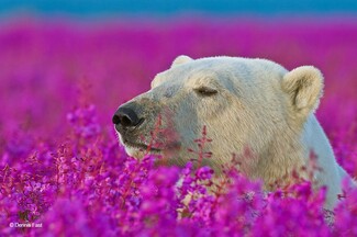 Ένας φωτογράφος απαθανατίζει δύο πολικές αρκούδες να παίζουν σε ανθισμένο λιβάδι