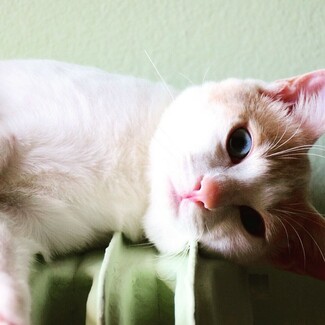 #LIFOPETS(108): Αυτά είναι τα κατοικίδιά μας
