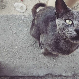 #LIFOPETS (117): Αυτά είναι τα κατοικίδιά μας