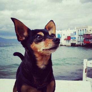 #LIFOPETS (97): Αυτά είναι τα κατοικίδιά μας