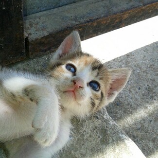 #LIFOPETS(108): Αυτά είναι τα κατοικίδιά μας