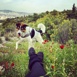 #LIFOPETS (97): Αυτά είναι τα κατοικίδιά μας