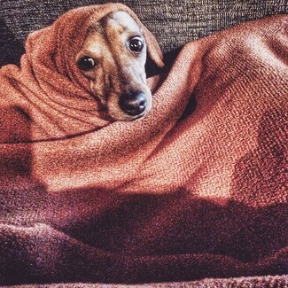 #LIFOPETS(94): Αυτά είναι τα κατοικίδιά μας