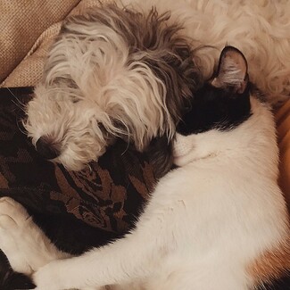 #LIFOPETS (97): Αυτά είναι τα κατοικίδιά μας