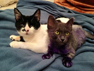 Η σοκαριστική ιστορία της μοβ γάτας που συγκίνησε το ίντερνετ