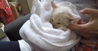 Απίστευτοι άνθρωποι που βρήκαν παγωμένο, ετοιμοθάνατο γατάκι και το έσωσαν