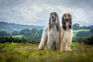 Aυτές είναι ο ομορφότερες φωτογραφίες σκύλων του Kennel Club 2016