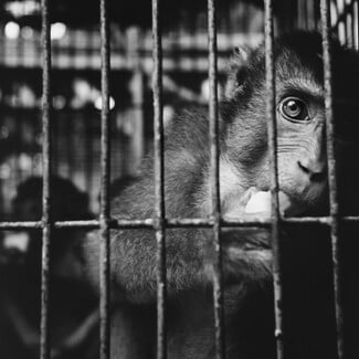 13 ντοκουμέντα από το παράνομο εμπόριο των άγριων ζώων