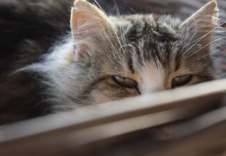 30 νέες φωτογραφίες απ' τα τέλεια ζώα των αναγνωστών μας