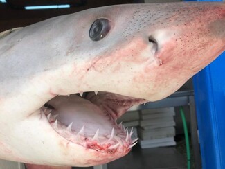 Νάξος: Σκότωσαν και πούλησαν προστατευόμενο Λευκό Καρχαρία