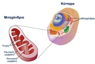 Σύνδρομο Sjogren: Το Δεύτερο πιο Συχνό Αυτοάνοσο στις Γυναίκες 