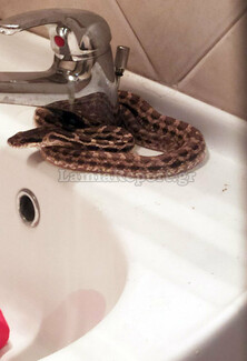 Λαμία: Εντοπίστηκε φίδι ενός μέτρου μέσα σε νιπτήρα (εικόνες)