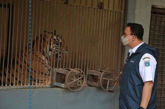 Τίγρεις της Σουμάτρας μολύνθηκαν από κορωνοϊό σε ζωολογικό κήπο στην Τζακάρτα (Φωτογραφίες)