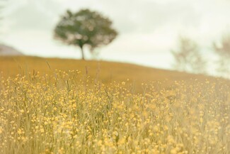 Η πανδημία, ο ιός και η σιωπή της φύσης