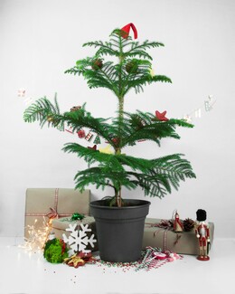 Happyplants: Φυτά ιδανικά για ελληνικές συνθήκες