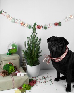 Happyplants: Φυτά ιδανικά για ελληνικές συνθήκες