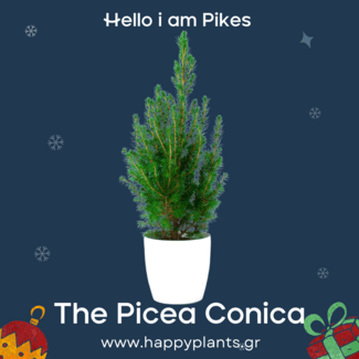 Happyplants: Φυτά ιδανικά για ελληνικές συνθήκες