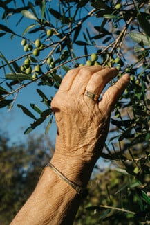 MEDITERRANEA: Life-perfected Recipes from Grandmothers of the Mediterranean της Αναστασίας Μιάρη