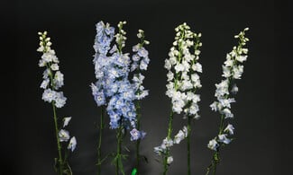 Δεν είναι τα γαριφαλάκια που ήξερες από τη μαμά σου