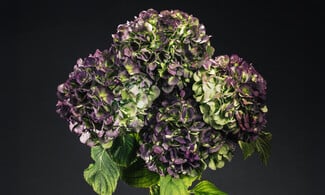 Δεν είναι τα γαριφαλάκια που ήξερες από τη μαμά σου