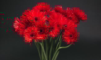 Δεν είναι τα γαριφαλάκια που ήξερες από τη μαμά σου