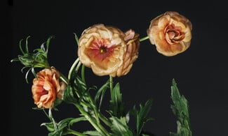 Δεν είναι τα γαριφαλάκια που ήξερες από τη μαμά σου