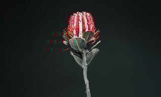 Δεν είναι τα γαριφαλάκια που ήξερες από τη μαμά σου