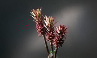 Δεν είναι τα γαριφαλάκια που ήξερες από τη μαμά σου