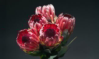 Δεν είναι τα γαριφαλάκια που ήξερες από τη μαμά σου