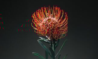 Δεν είναι τα γαριφαλάκια που ήξερες από τη μαμά σου