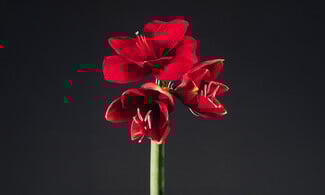 Δεν είναι τα γαριφαλάκια που ήξερες από τη μαμά σου